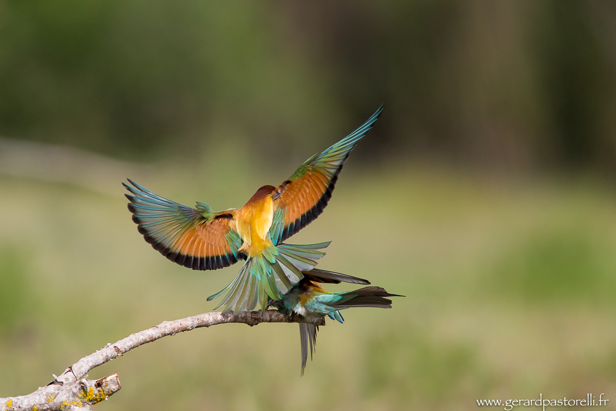 Bee eater 78